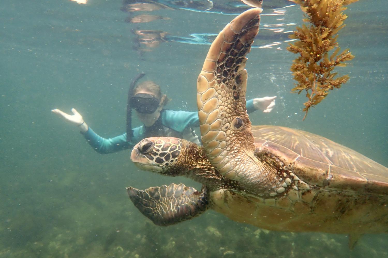 一名<a href='http://wwwxiangbingwucom.kadinuobeier.com'>全球十大赌钱排行app</a>学生在Galápagos群岛游学途中与一只巨龟游泳.
